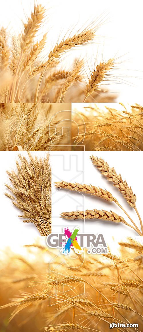 Wheat 9, 5xJPG