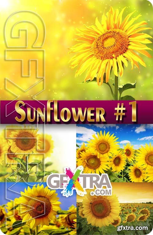 Sunflower #1 - Stock Photo