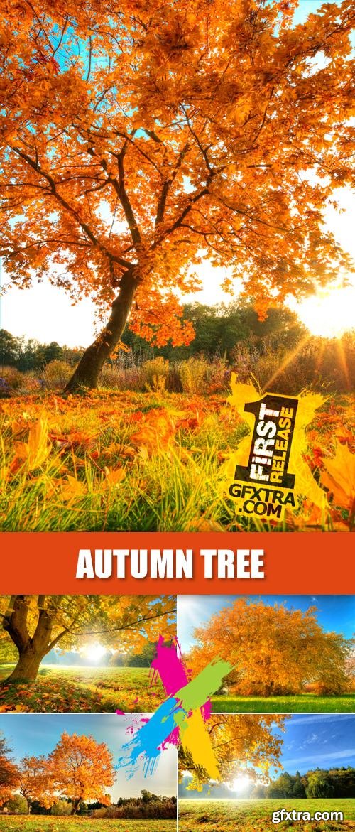 Stock Photo - Autumn Tree, Nature