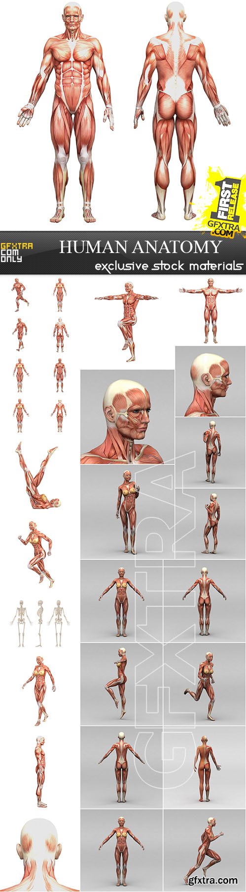 Human Anatomy 30xJPG