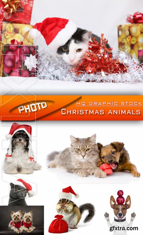Stock Photo - Christmas animals