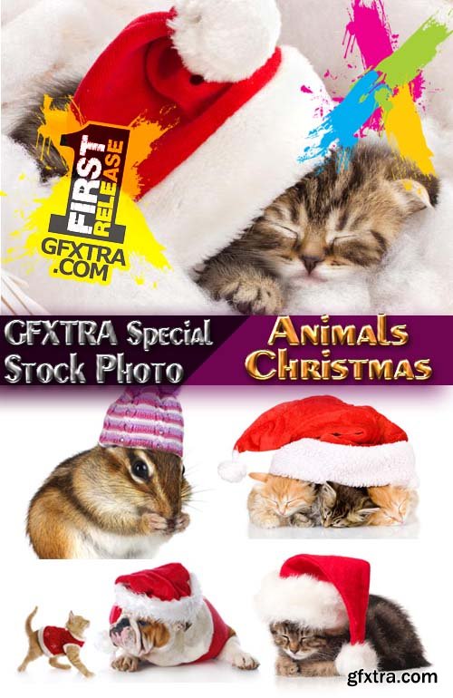 Stock Photos - Christmas. Funny Animals. 25xJPG