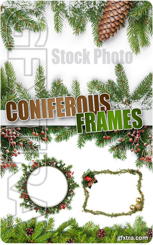 Coniferous Frames - UHQ Stock Photo