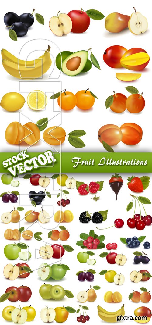 Stock Vector - Fruit Illustrations