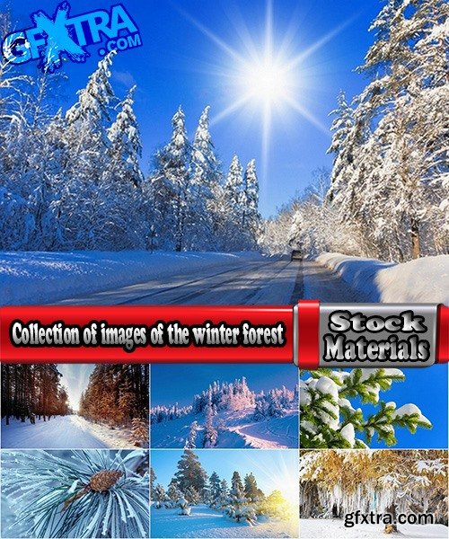 Collection of images of the winter forest 25 UHQ Jpeg