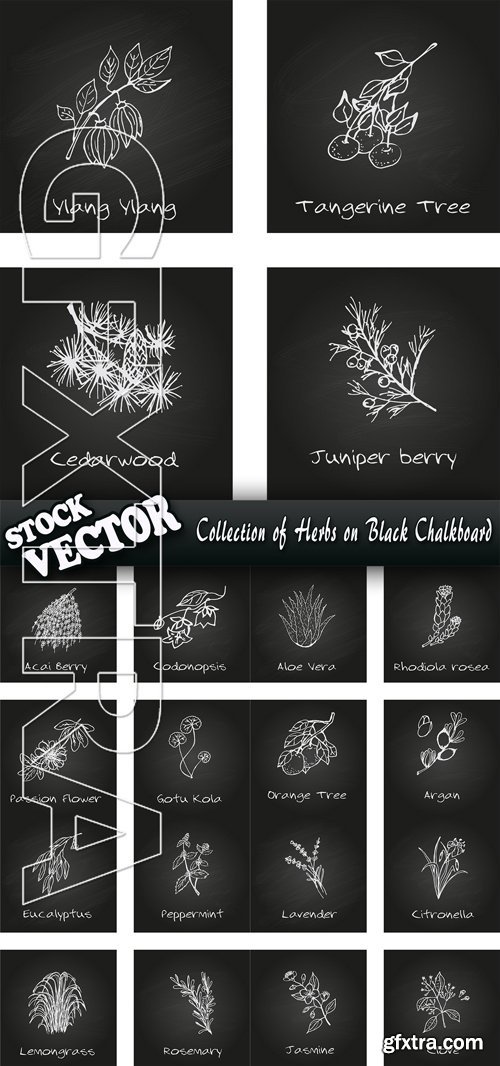 Stock Vector - Collection of Herbs on Black Chalkboard