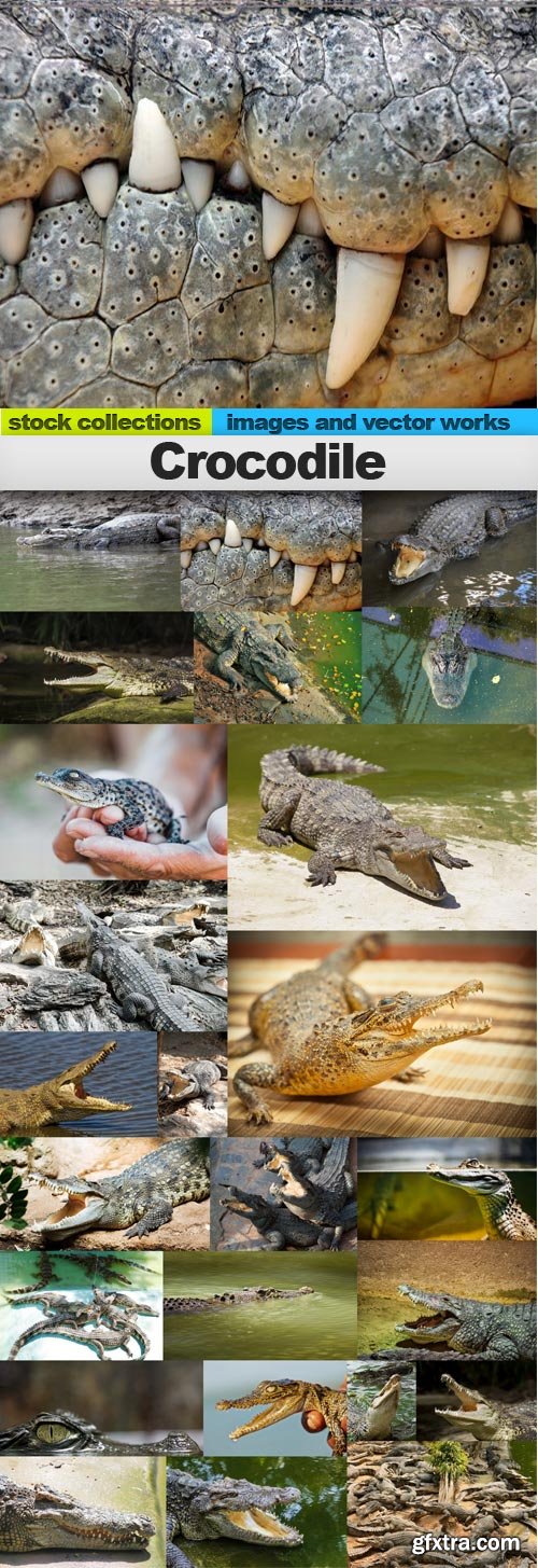 Crocodile,25 x UHQ JPEG