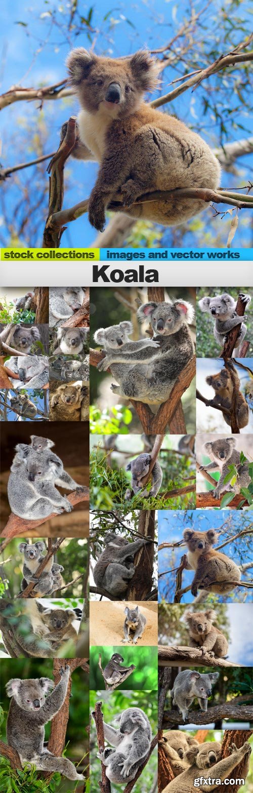 Koala, 25 x UHQ JPEG
