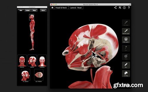 Muscle System Pro III v3.8 MacOSX