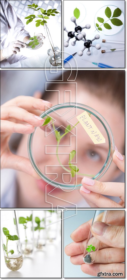 Woman study of genetic modified GMO plants in the laboratory - Stock photo