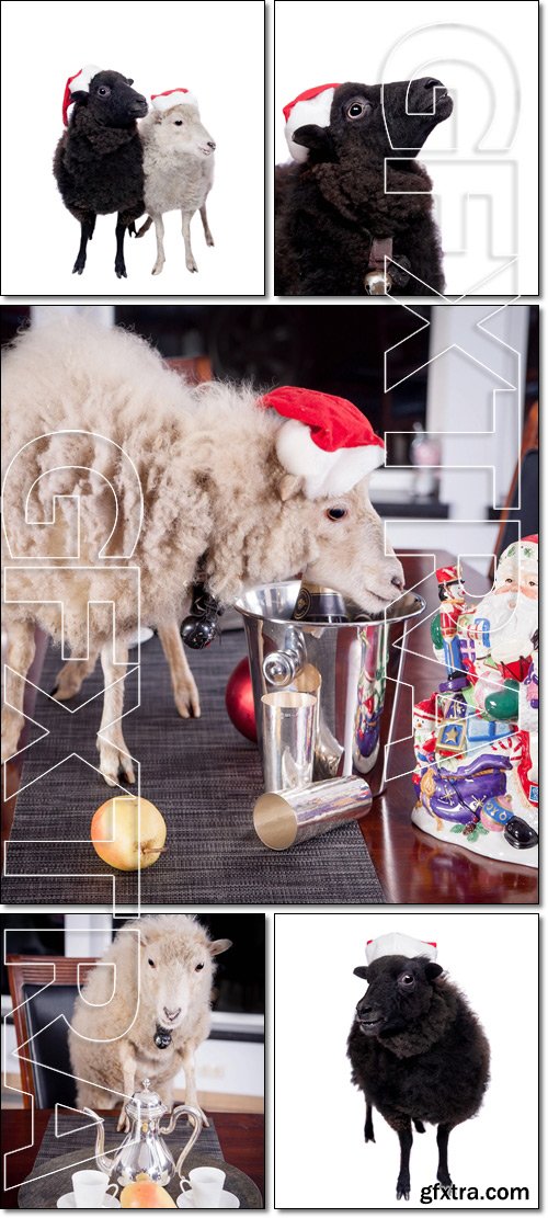 Portrait Of White and Black sheep in christmas - Stock photo