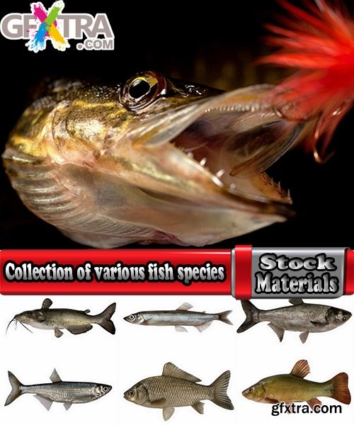 Collection of various fish species 25 HQ Jpeg
