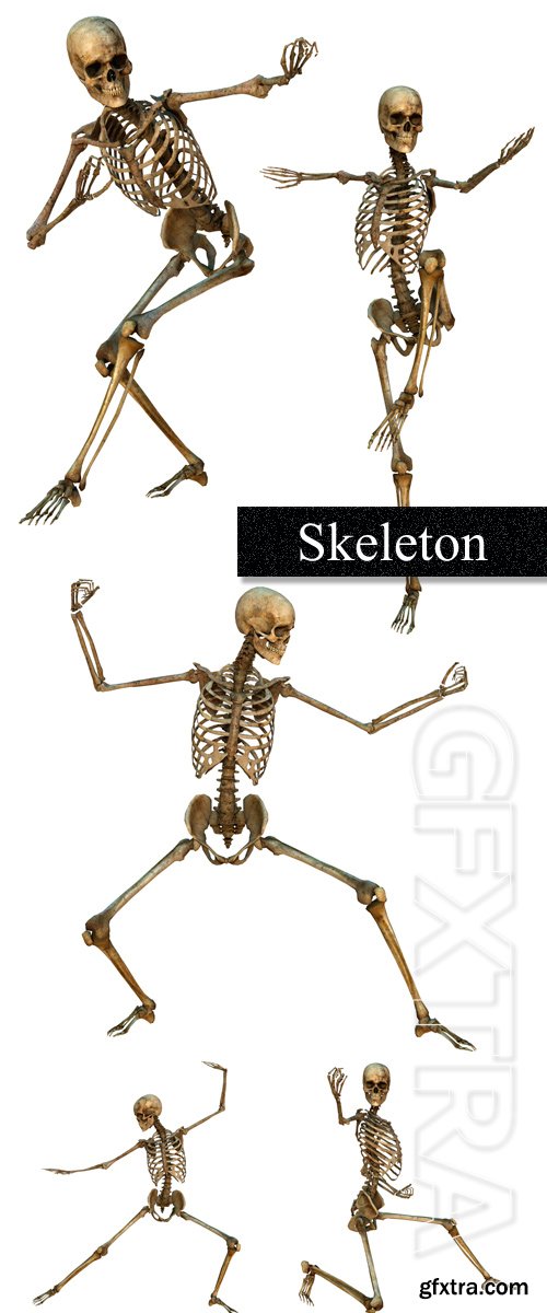 Skeletons in movement on a white background