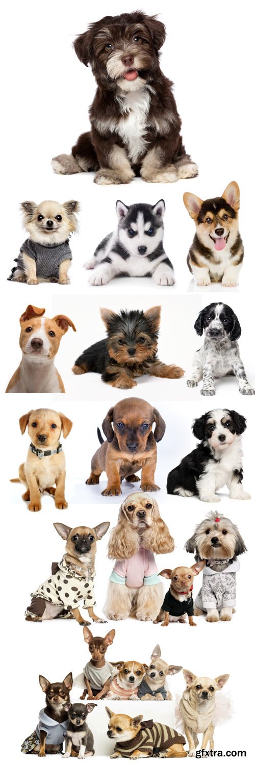 Funny puppies on a white background
