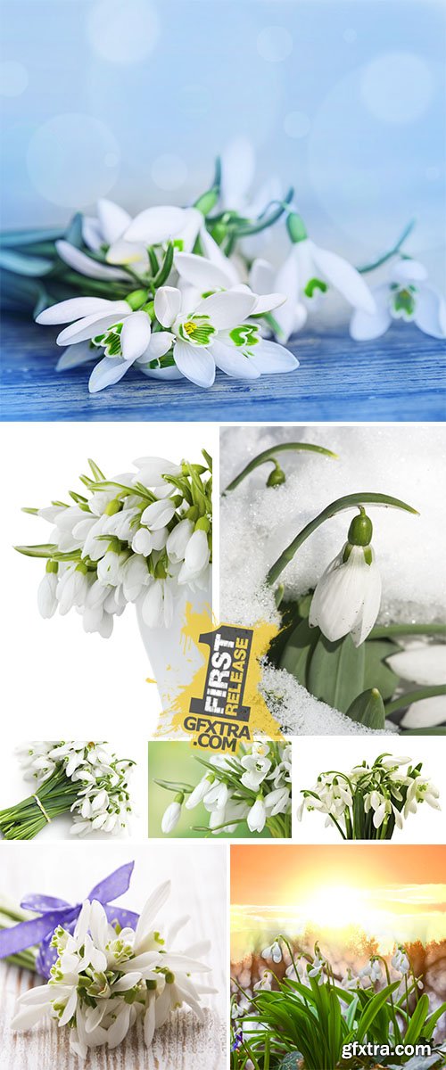 Stock Photo: Spring snowdrop flower