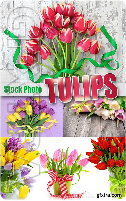 Tulips - UHQ Stock Photo