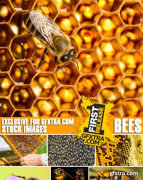 Stock Photos - Bees, 25xJPG
