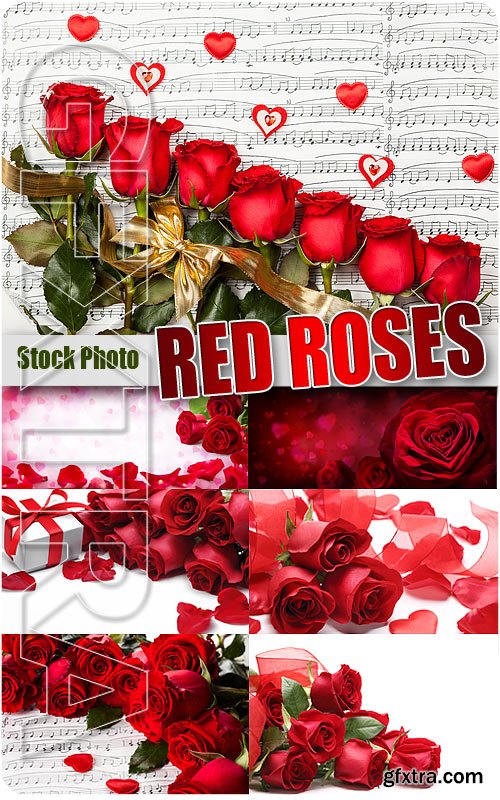 Red roses 2 - UHQ Stock Photo