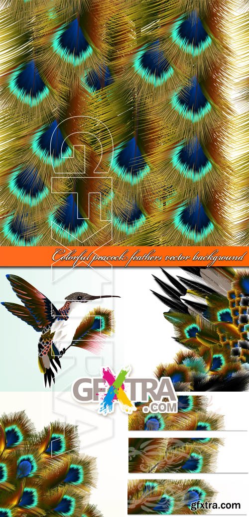 Colorful peacock feathers vector background