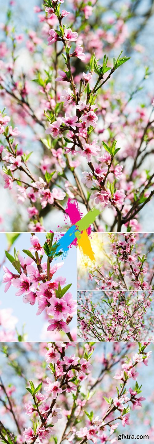 Stock Photo - Flowering Spring Trees