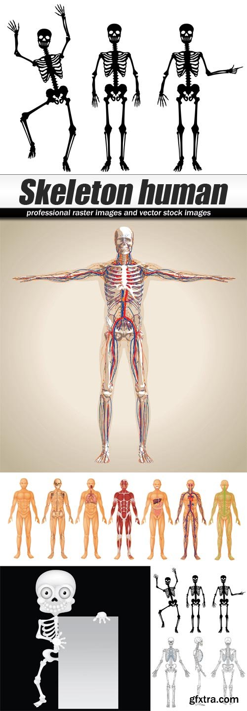 Skeleton human