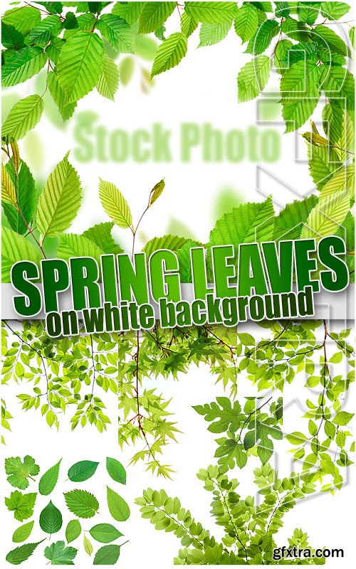Spring leaves - UHQ Stock Photo