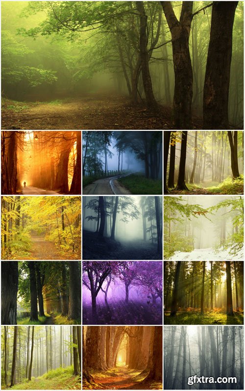 Magical forest stock photos