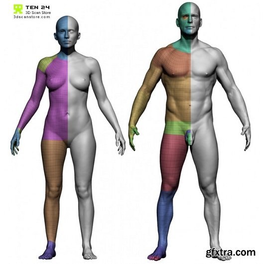 3D Scan Store - Male and Female Base Mesh Bundle
