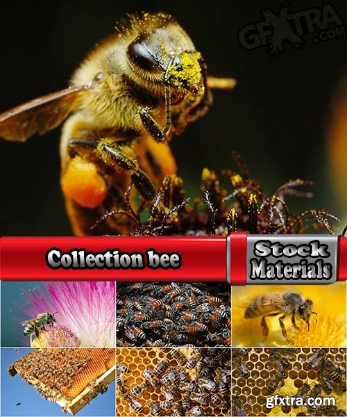 Collection bee swarm hive beekeeping honey 25 HQ Jpeg