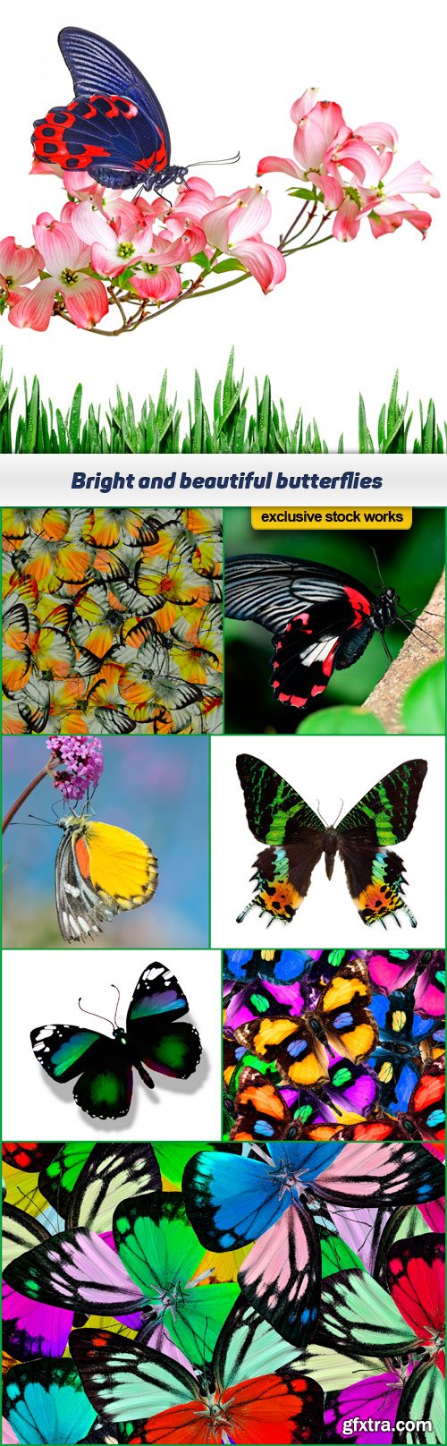 Bright and beautiful butterflies 8x JPEG