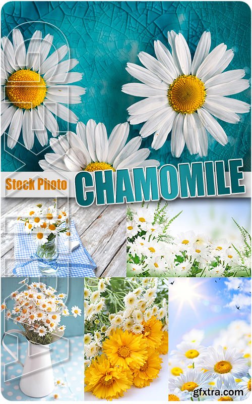 Chamomile - UHQ Stock Photo