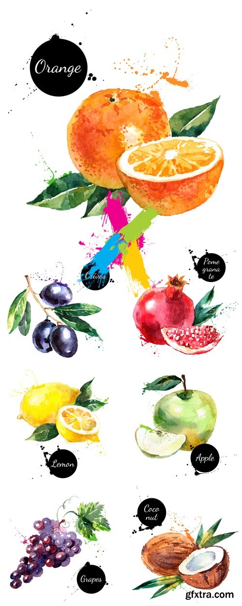 Watercolor Painted Fruits Vector