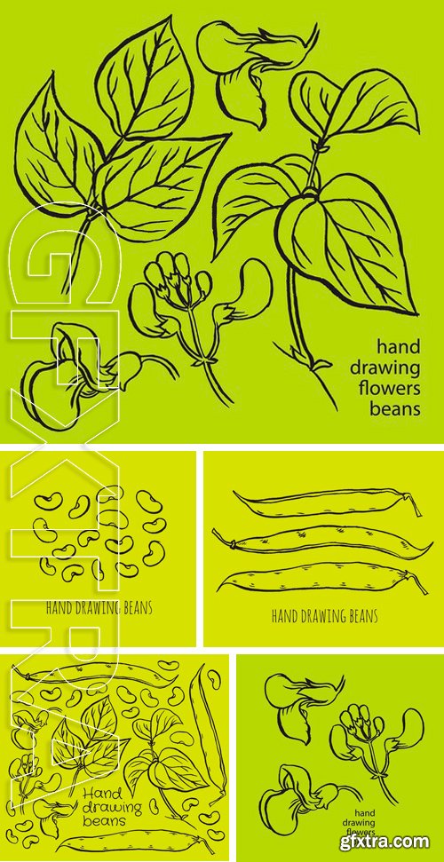 Stock Vectors - Hand drawn sketch set green beans vegetable