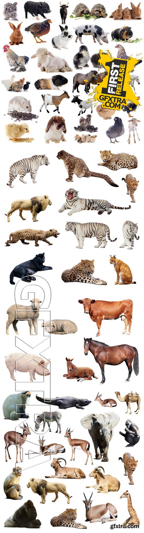 Stock Photos - Different Animals 2