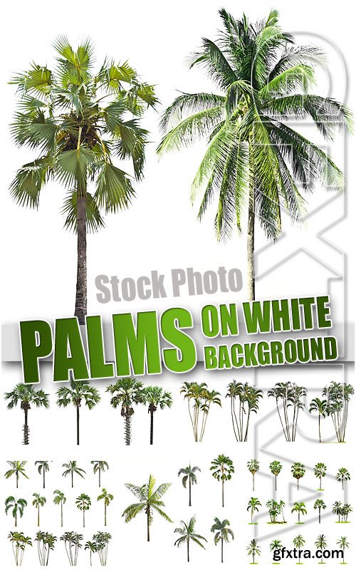 Palms on white - UHQ Stock Photo