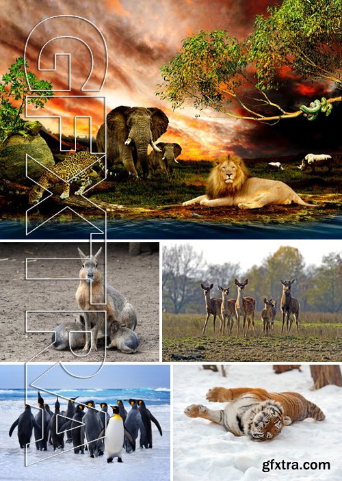 Stock Photos - Different Animals 3