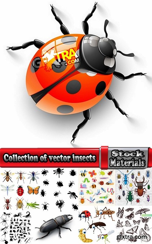 Collection of vector insects picture beetle butterfly caterpillar dragonfly spider 25 Eps