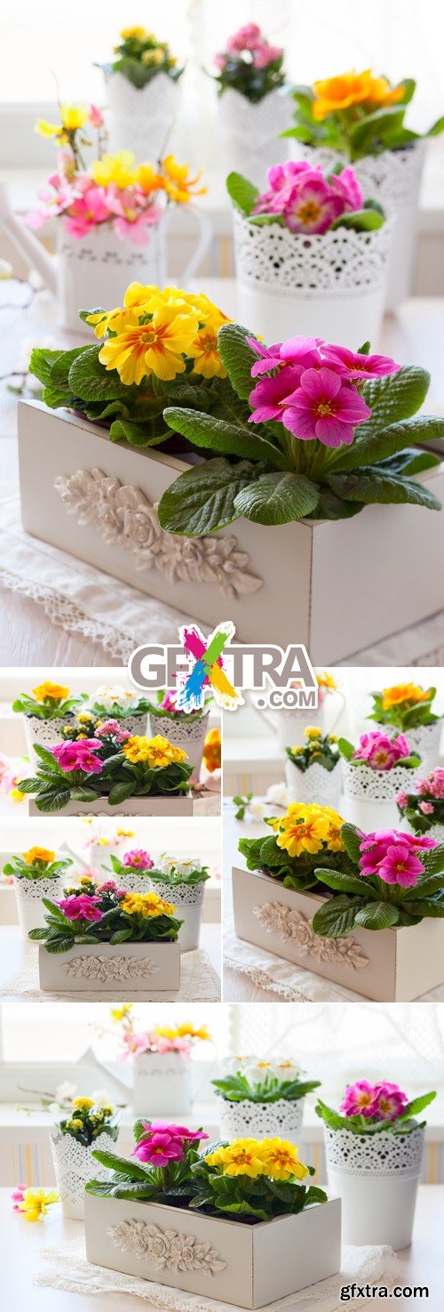 Stock Photo - Primula Flowers