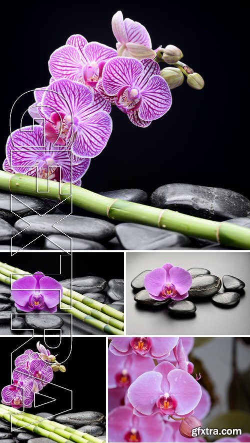 Stock Photos - Pink Phalaenopsis Orchid Flower