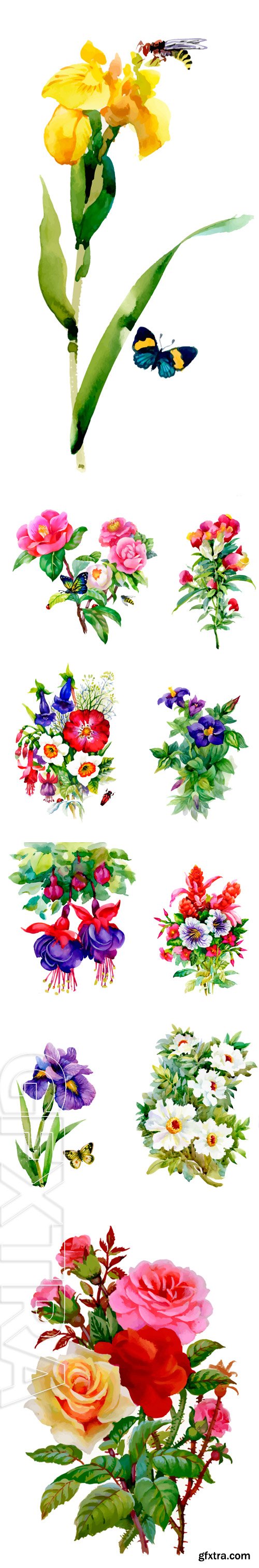 Stock Vectors - Watercolor garden Iris flowers isolated on white background vector illustration