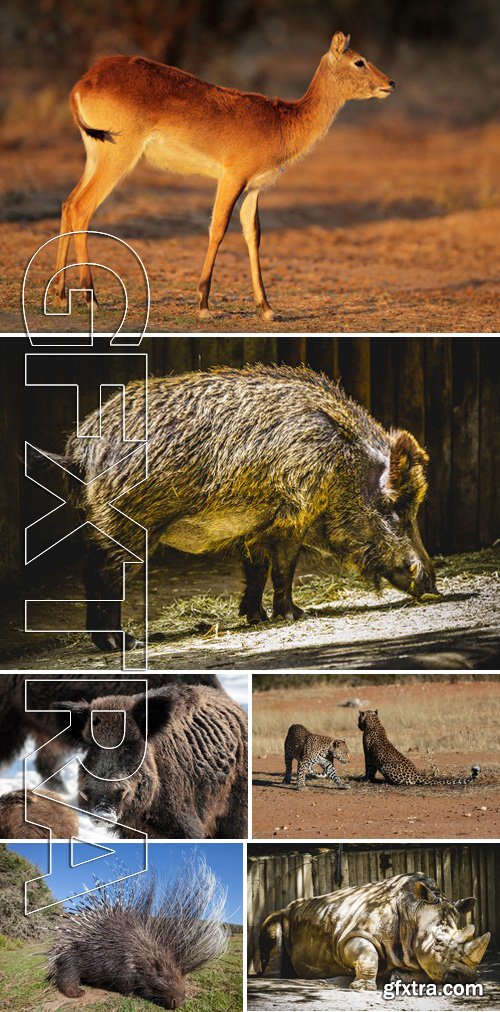 Stock Photos - Different Animals 7