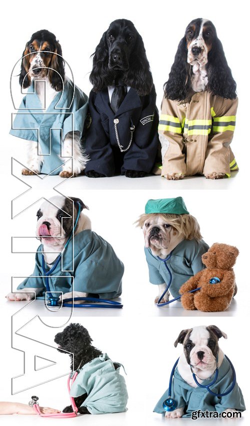 Stock Photos - First Responders - English Cocker Spaniels Dressed Up Like A Doctor, Police Officer And A Fire Fighter On White Background