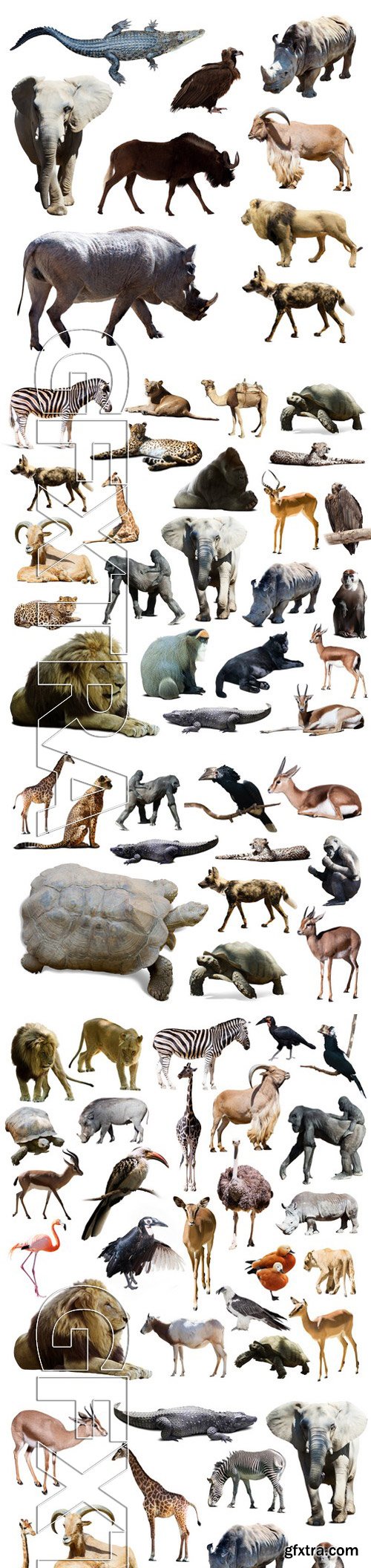 Stock Photos - Different African Animals 9
