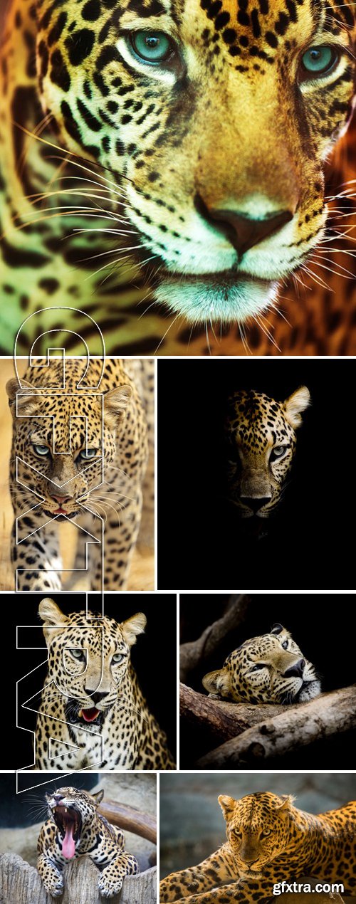 Stock Photos - Leopard Portrait 2