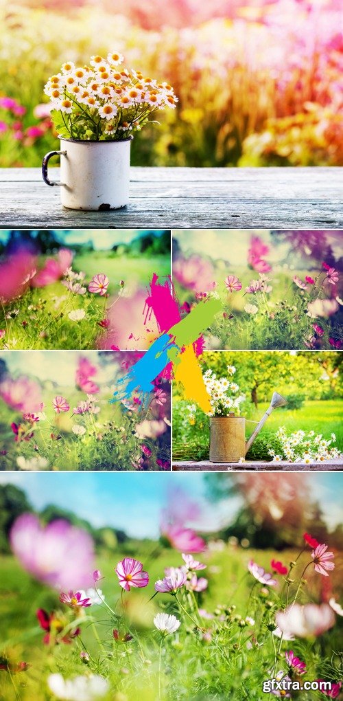 Stock Photo - Garden Flowers 3
