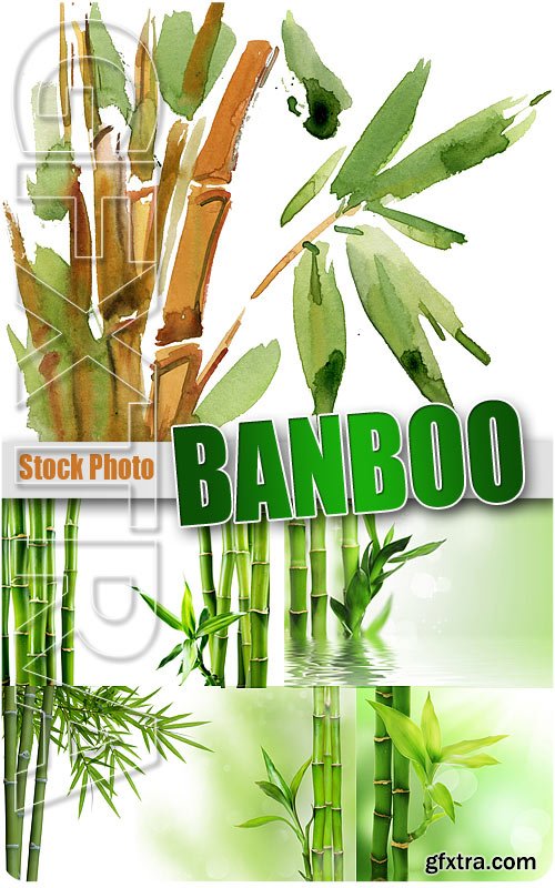 Bamboo - UHQ Stock Photo