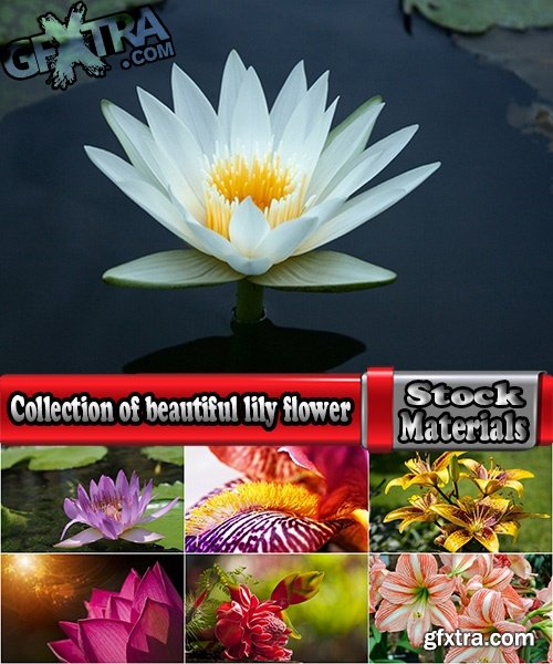 Collection of beautiful lily flower 25 HQ Jpeg