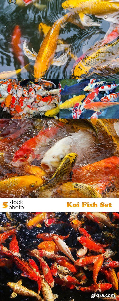 Photos - Koi Fish Set