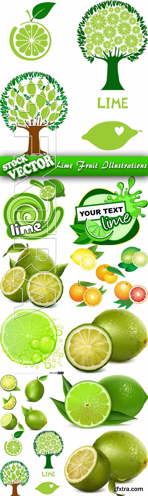 Stock Vector - Lime Fruit Illustrations