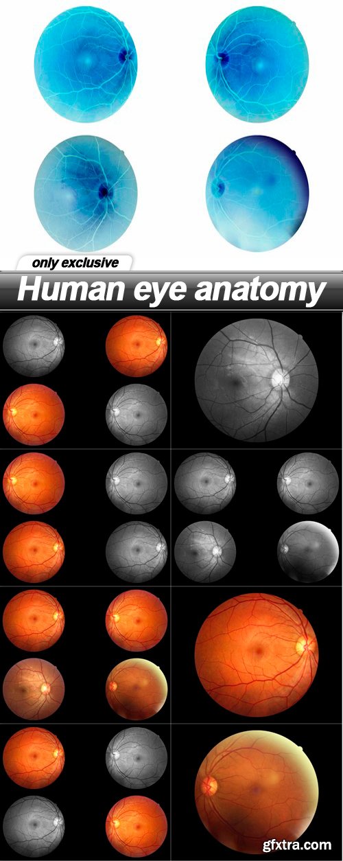 Human eye anatomy - 9 UHQ JPEG